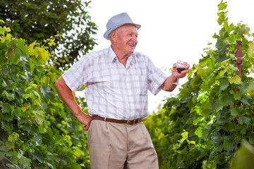 Senior winemaker in vineyard before harvest