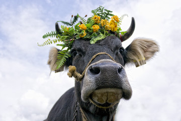 Cow queen with flower crown