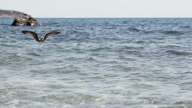 Seagull on sea water