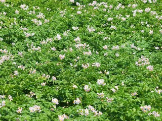 Field of flowering potato plants