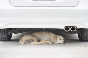 A dog resting under the car