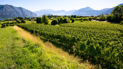Fototapeta na wymiar vineyard at d'Iseo lake