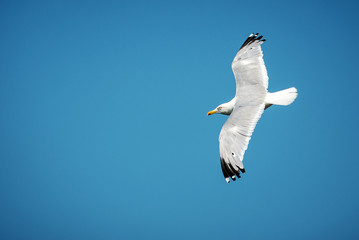 Seagull flying over blue sky isolated.