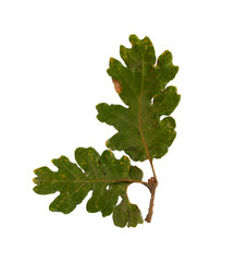 Dried autumn leaves isolated on white background