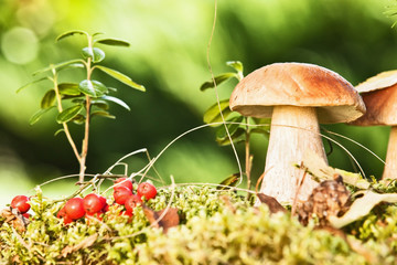 Wild mushrooms