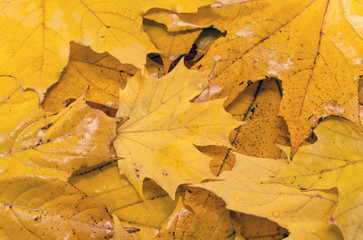 orange leaves
