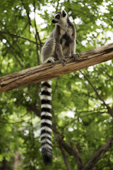 Ring-tailed lemur