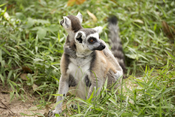 a ring-tailed lemur with babies on back