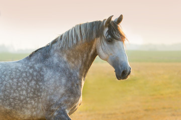 Obraz na płótnie Canvas Grey horse portrait