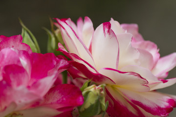 roses in the garden