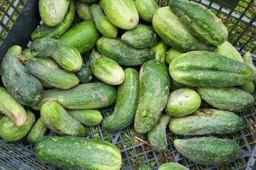Cucumbers ground
