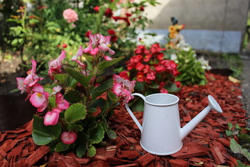 летний натюрморт