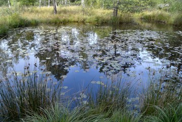water lily leaves on a lake