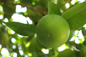green orange on tree