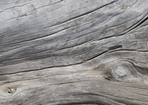 Natural driftwood close up texture background
