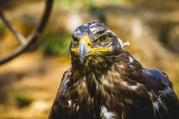 imperial eagle, head detail with beautiful plumage brown