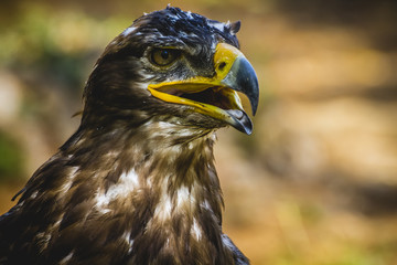predator, imperial eagle, head detail with beautiful plumage bro