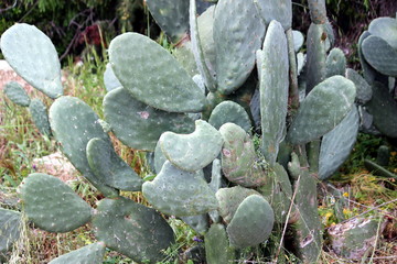 pianta grassa