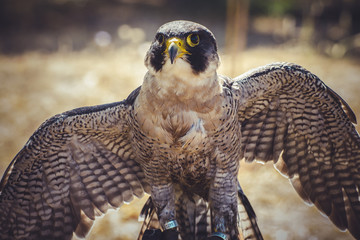 peregrine falcon with open wings , bird of high speed