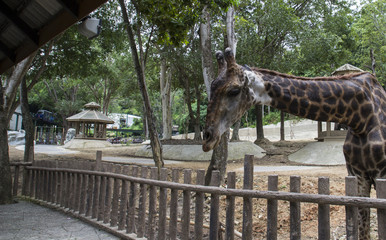 giraffe is bending down © 88studio
