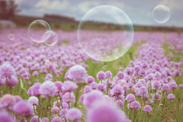Flowering meadow and flying bubbles from bubble blower