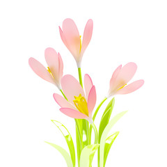 crocus spring flowers