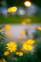 Fototapeta premium yellow flowers