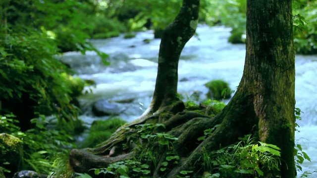 奥入瀬渓谷の清流_20