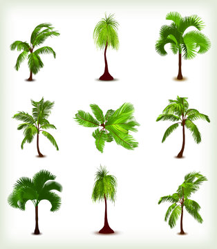 Set of various palm trees. Vector illustration