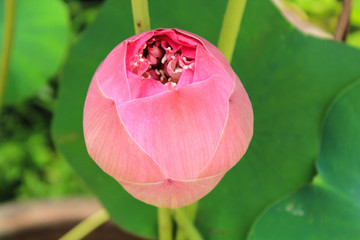 Lotus flower and Lotus flower plants