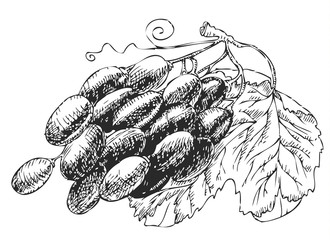Grape vine