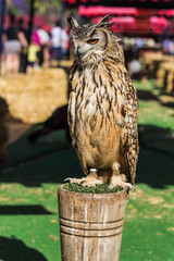 Stuffed owl