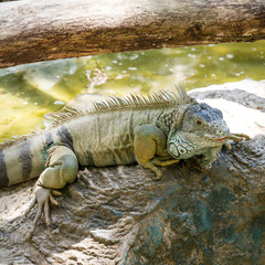 iguana