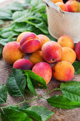 Fresh apricots