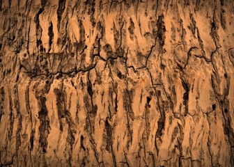 Naklejka premium Tree bark texture