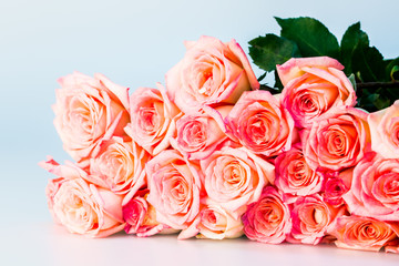 group of rose isolated on white background