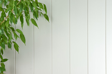 Täfelung mit Pflanze - Hintergrund