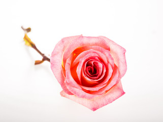 pink  rose isolated on white background