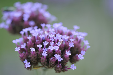 blüte 56