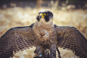 peregrine falcon with open wings , bird of high speed