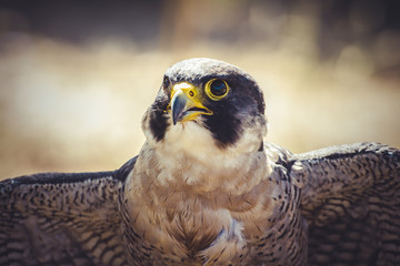 peregrine falcon with open wings , bird of high speed