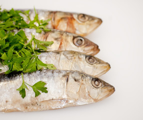 Fresh sardines with parsley leaves
