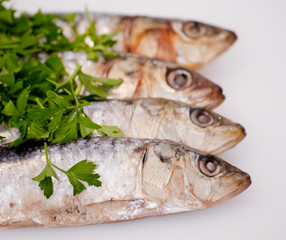 Fresh sardines with parsley leaves