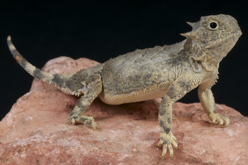 Roundtail horned lizard / Phrynosoma modestum