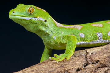 Green gecko / Naultinus grayii