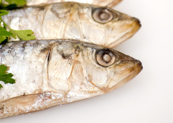Fresh sardines with parsley leaves