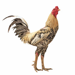 Hen Isolated On White