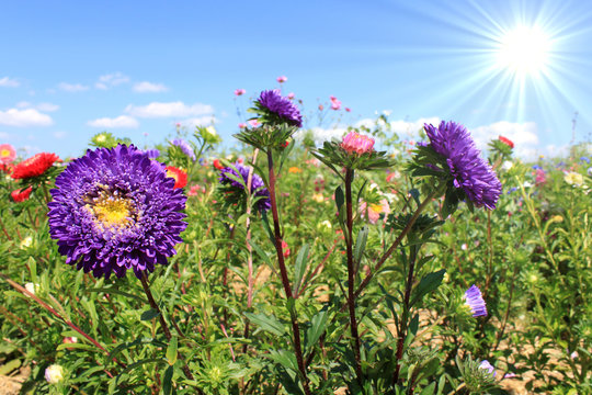 aster
