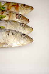 Fresh sardines with parsley leaves
