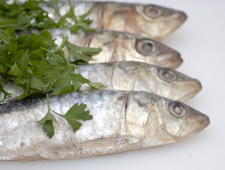 Fresh sardines with parsley leaves